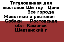 Титулованная для выставок Ши-тцу › Цена ­ 100 000 - Все города Животные и растения » Собаки   . Ростовская обл.,Каменск-Шахтинский г.